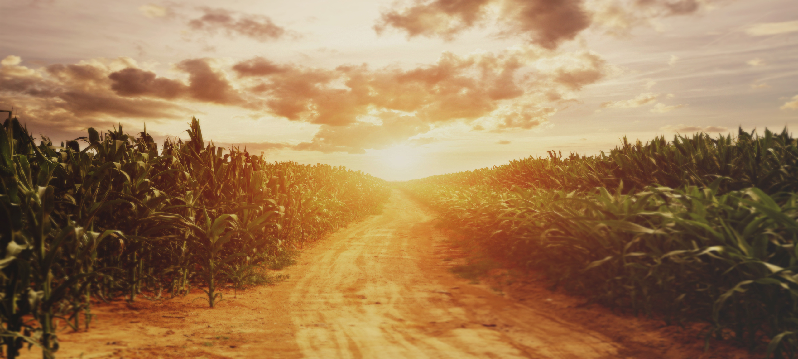 A photo of the nature of Kansas in sunset